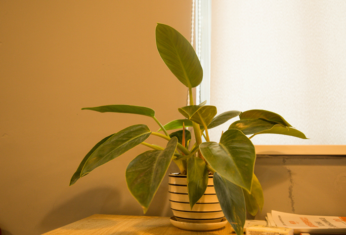 1594621719838234.jpg 千庫網(wǎng)_室內(nèi)盆栽攝影圖片_攝影圖編號6677.jpg